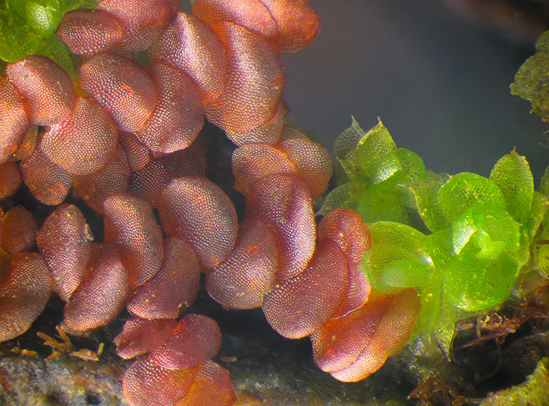 Calypogeia muelleriana?